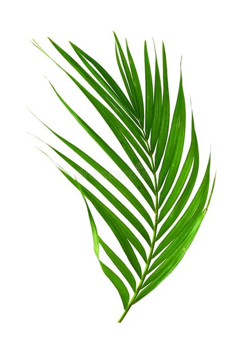 Palm Fronds Waving In The Wind Stock Photo Image Of Sunny Sunlight