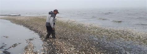 93 Tons Of Dead Fish Wash Up On Sakhalin Island Russia The Watchers