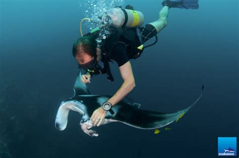 Manta Ray Rescue In The Maldives Zublu