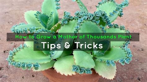 How To Grow A Mother Of Thousands Plant Tips And Tricks Youtube