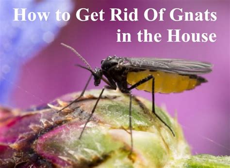 How To Get Rid Of Gnats In Your Home 12 Easy Ways