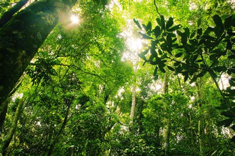Marvelous And Informative Facts About The Rainforest For Kids