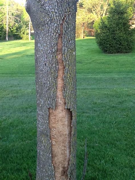 What Would Cause The Bark To Fall Of A Tree Gardening And Landscaping