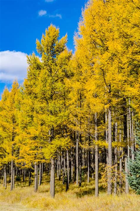 Pine Tree Forest Contrast To The Blue Sky In Deep Autumn Stock Photo