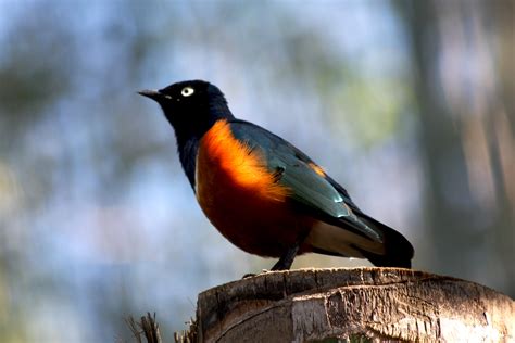 Black Bird With Orange Stripe On Wing Best Place To Get Attacked By A