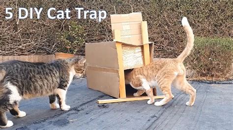 Using A Cat Trap