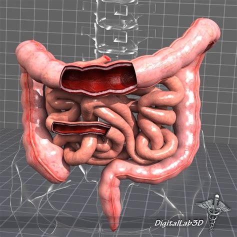 Human Large And Small Intestines Anatomy 3d Cgtrader