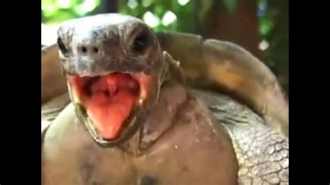 Turtles Mating Really Strange Noises Oo Youtube
