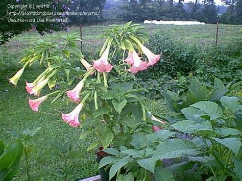 Plantfiles Pictures Angels Trumpet First Day Brugmansia Hybrid 1