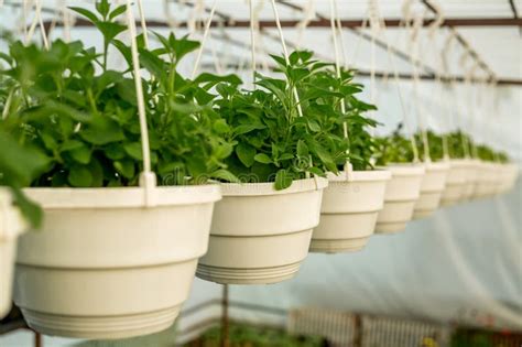 Many White Flower Pots With Flowering Plants Hang In A Large Greenhouse