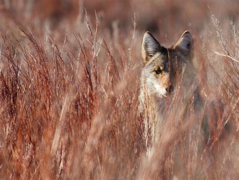 Coyote Carnage The Gruesome Truth About Wildlife Killing Contests