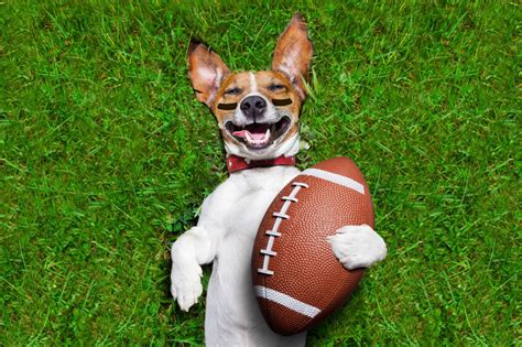 Chewy Offers 20 Off Puppy Must Haves For Puppy Bowl 2021