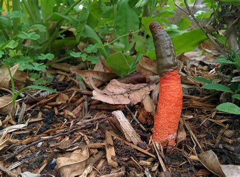 Red Rocket Fungus Growing In My Yard