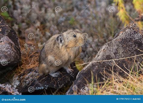 Northern Pika On Rock Stock Photo Image Of Cute Furry 77917512