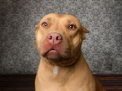 Montreal Just Banned All Pit Bulls And Similar Dogs