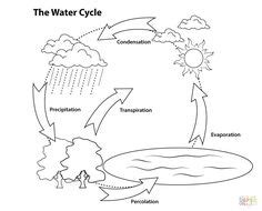 Hydrology and water management in the humid tropics: Water Cycle unlabeled (With images) | Cycle pictures ...