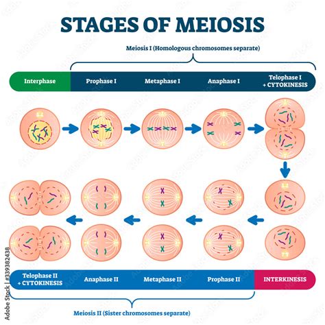 Stages Of Meiosis Vector Illustration Labeled Cell Division Process Scheme Stock Vector Adobe