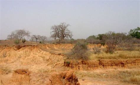 Great Green Wall Initiative Aims To Restore 100 Million Hectares Of