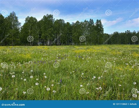 Summer Meadow With Dandelions And Birch Forest Stock Image Image Of