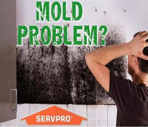 How To Tell The Difference Between Mildew And Mold Servpro Of Venice