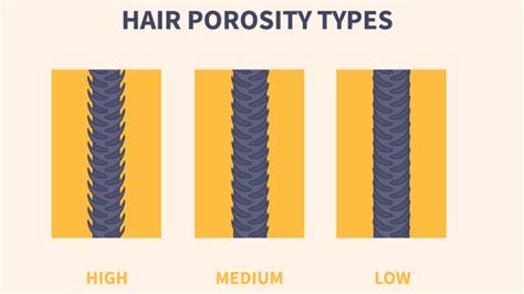 What Is Low Porosity Hair Versus High Porosity Hair Reviewed