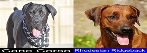 Breed Comparison Cane Corso Versus Rhodesian Ridgeback Pupvs