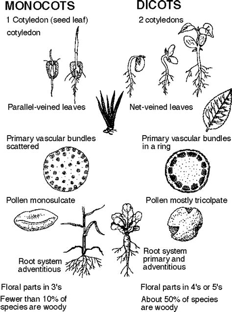 Phillipsbiology Monocots And Dicots