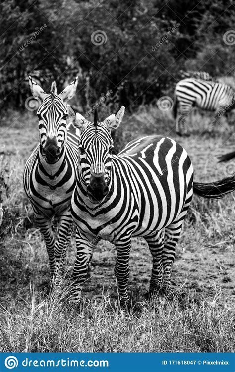 Two Zebras In Black And White Stock Image Image Of Environment