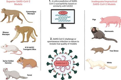 frontiers pre clinical models to define correlates of protection for sars cov 2