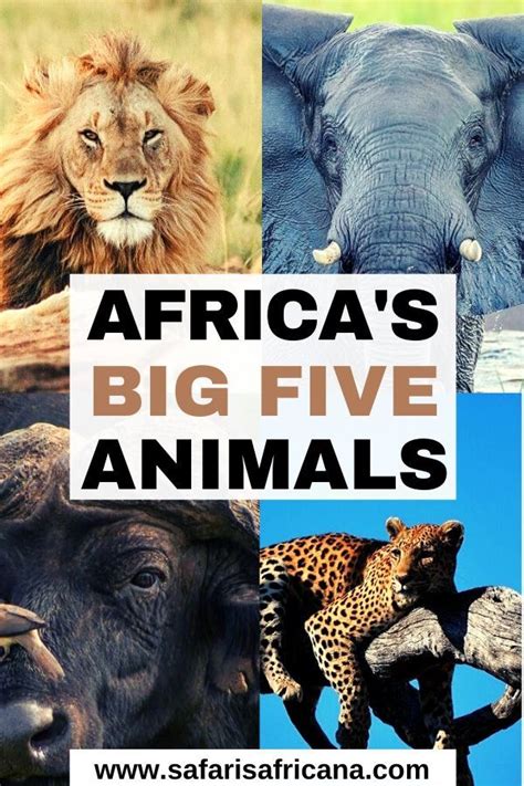Africas Big Five African Animals Safari Photography Animals