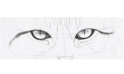 How To Draw Cat Eyes That Look Real Craftsy