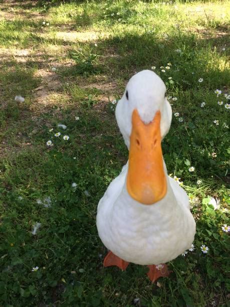 White Duck With Orange Beak Stock Photos Pictures And Royalty Free