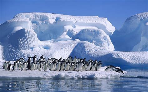 Wallpaper Penguins Flock Jump Ice Snow Antarctica 1920x1200