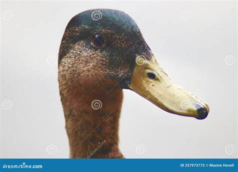 Mallard Duck Anas Platyrhynchos Closeup Of Face Stock Image Image