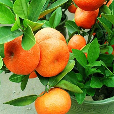 30pcs Edible Fruit Mandarin Bonsai Tree Seeds Citrus Seeds