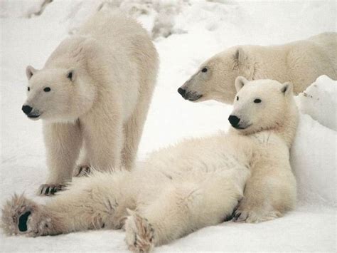 Free Download Polar Bears Pictures And Wallpapers Cini Clips 1024x768