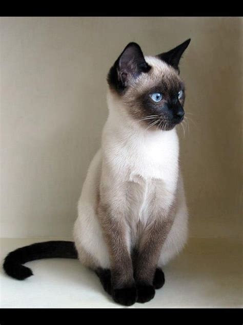 60 Best Cute Siamese Kittens Images On Pinterest Drawing