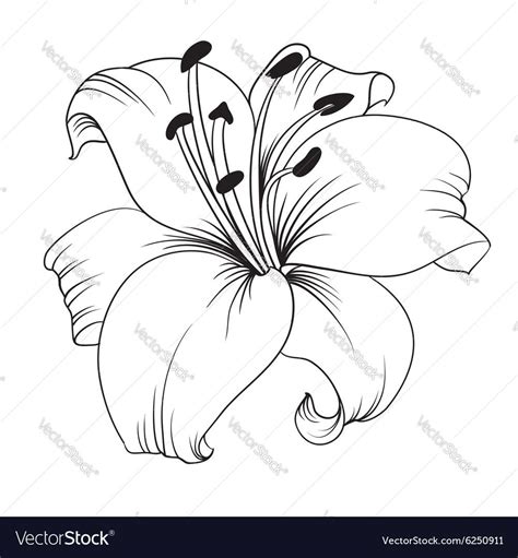 White Lily Isolated On A White Background Card With Blooming Lily