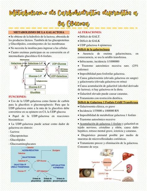 Metabolismo De Carbohidratos Diferentes A La Glucosa UDocz