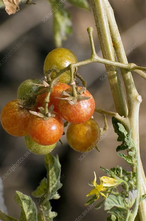 Ripening Tomatoes Stock Image C0013636 Science Photo Library