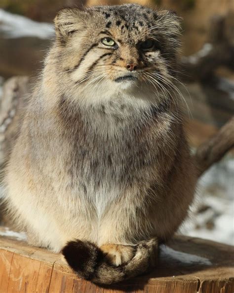 Манул або кіт Палласа живе на Евересті виявили вчені цікаві факти про