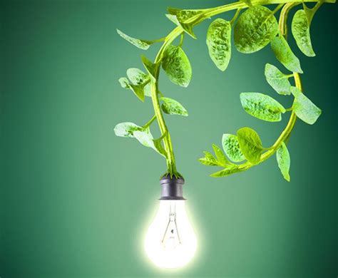 Plant Power Dutch Company Harvests Electricity From Living Plants To