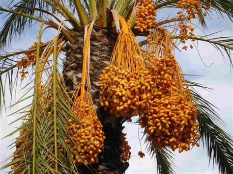 Date Palm Cultivation In Rajasthan Planting Agri Farming