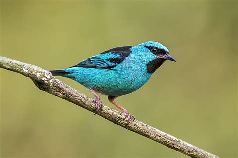 Blue Animals That Exist In Nature Worldatlas