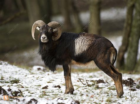 Europäische Mufflon Ovis Orientalis Musimon Bild Bestellen