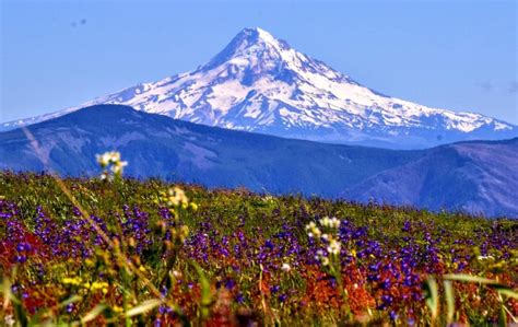 Mt Hood Seen From The View Of The Wildflowers Living On Grassy Knoll