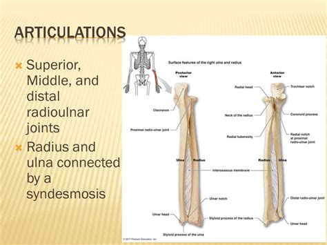 Superior And Inferior Radioulnar Joint