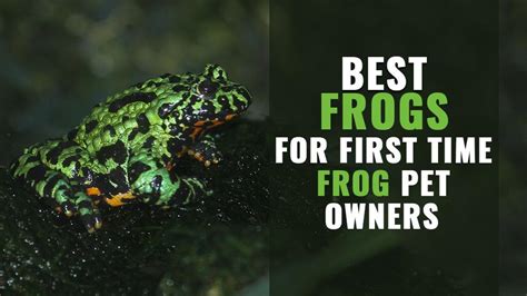 As a web based system, a vle provides a secure place for everything that happens in school. Best Pet Frogs For First-Time Frog Pet Owners - Petmoo