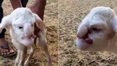 Sheep Gives Birth To Lamb With Human Face Video The Hollyweird Times