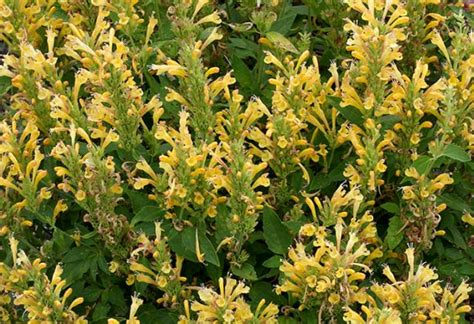 Hummingbird Mint Yellow 37l Coir Kalamunda Plant Company